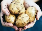 Potato Preservation: 10 Genius Hacks To Make Your Spuds Last Longer