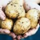 Potato Preservation: 10 Genius Hacks To Make Your Spuds Last Longer