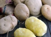 Easy And Quick: Microwave Potato Recipes For Busy Days