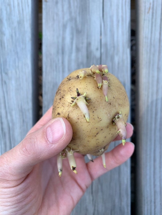 Niche Utama 2 How To Plant A Sprouted Potato - Mighty Mrs  Super Easy Recipes