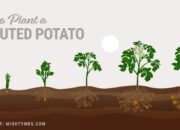 Unlocking The Secret: How To Induce Potatoes To Sprout Naturally