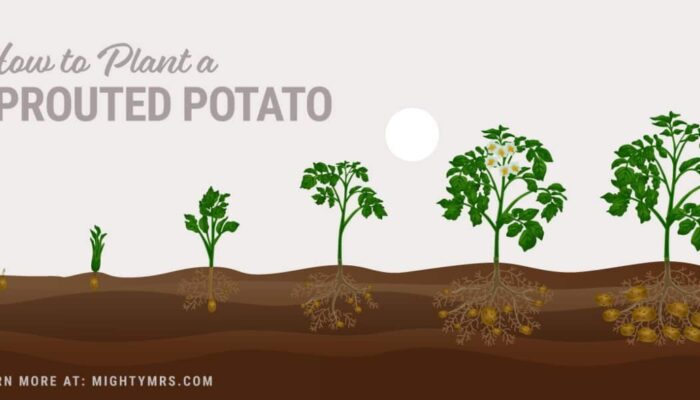 Unlocking The Secret: How To Induce Potatoes To Sprout Naturally