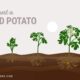 Unlocking The Secret: How To Induce Potatoes To Sprout Naturally