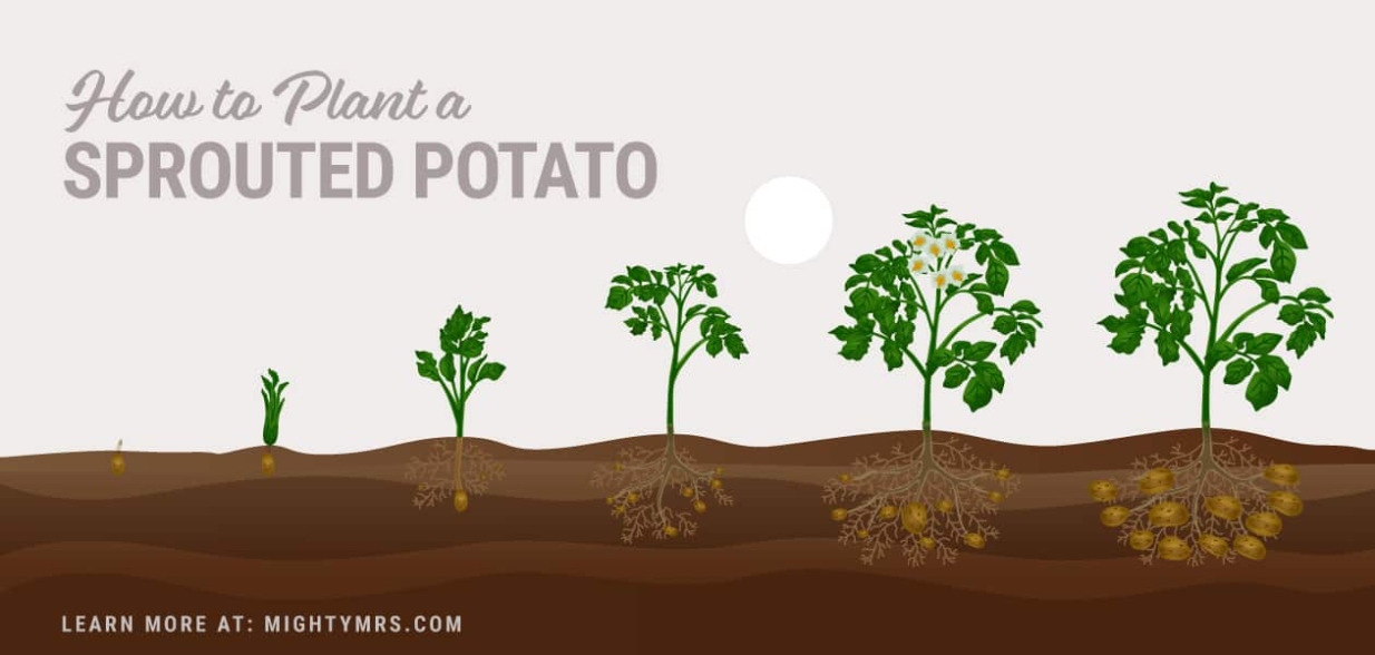 Unlocking The Secret: How To Induce Potatoes To Sprout Naturally