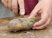 Unlock The Secrets Of Growing Your Own Seed Potatoes At Home