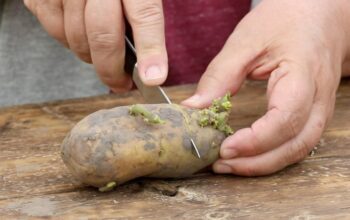 Unlock The Secrets Of Growing Your Own Seed Potatoes At Home