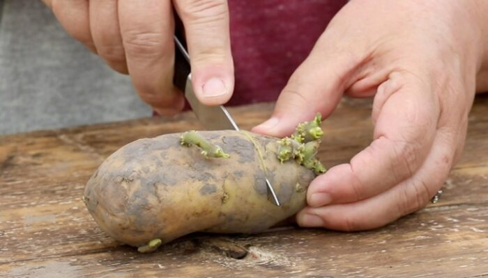 Unlock The Secrets Of Growing Your Own Seed Potatoes At Home