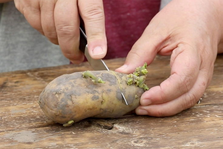 Unlock The Secrets Of Growing Your Own Seed Potatoes At Home