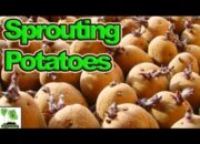 Accelerate Potato Sprouting: Top Tricks For Faster Growth