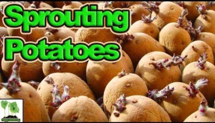 Accelerate Potato Sprouting: Top Tricks For Faster Growth