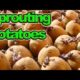 Accelerate Potato Sprouting: Top Tricks For Faster Growth