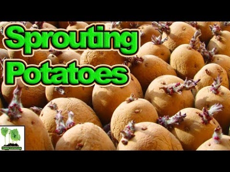 Accelerate Potato Sprouting: Top Tricks For Faster Growth